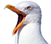 :mouette: