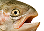 :salmon_says: