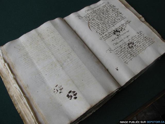 Paws, Pee and Mice: Cats among Medieval Manuscripts
