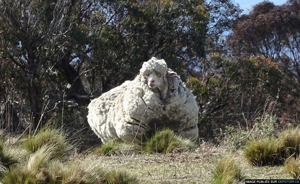 Chris le mouton australien