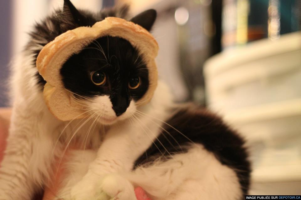 Cat's bread featuring Mitaine
