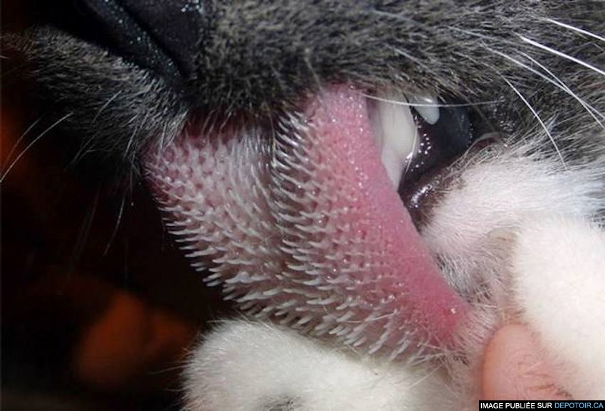 Votre chat a un peigne sur la langue