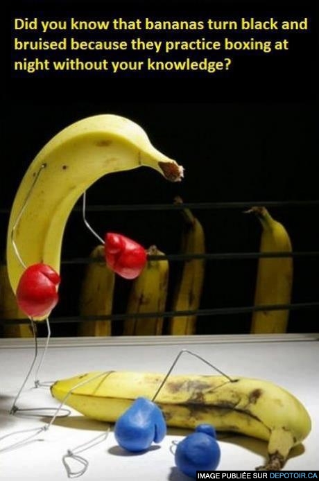 Banana fight