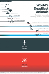 Deadliest Animal in the World