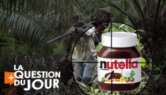 Le nutella et la destruction des forêts tropicales