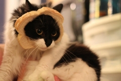 Cat's bread featuring Mitaine