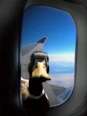 Whaddup, duck?