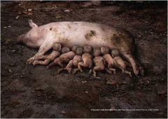 Pouponnière économique