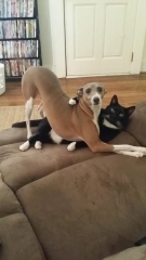 Hééééé salut humain, non mais on discutait juste hein t'as vu ?!