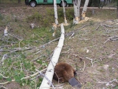 Castor queue plate. Castor tête plate.