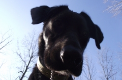 Mon quadrupède canin préféré! 2 de 2