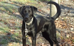 Mon quadrupède canin préféré! 1 de 2