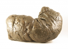 Le fossile le plus majestueux, à votre portée!