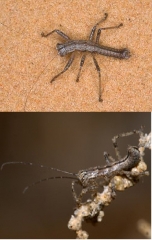 Mantophasmatodea 28 mars 2002