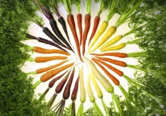 Rainbow of carrots