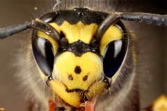wasp S head   macro 5x zoom from canon Mp E 65mm By david zavoral
