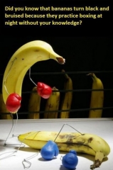 Banana fight