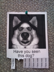 Have You seen this Dog