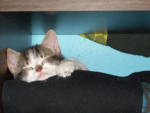 post-246-053562500 1296599651_thumb.jpg