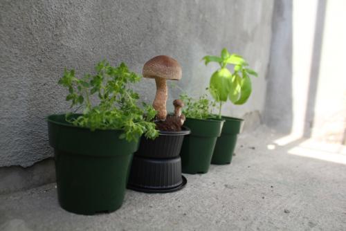 post-452-003219600 1338479157_thumb.jpg