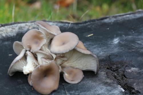 post-452-027131800 1338474249_thumb.jpg