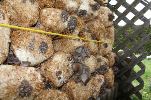 post-452-041815100 1338474245_thumb.jpg