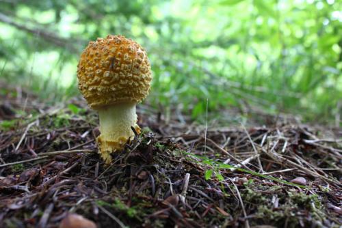 post-452-058655700 1338474261_thumb.jpg