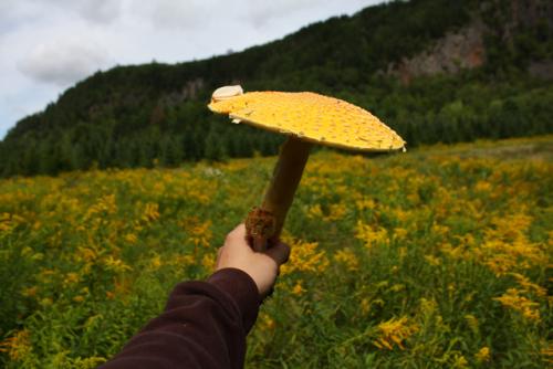 post-452-092100500 1338474265_thumb.jpg