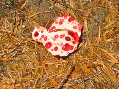 post-4761-006102200 1338436055_thumb.jpg