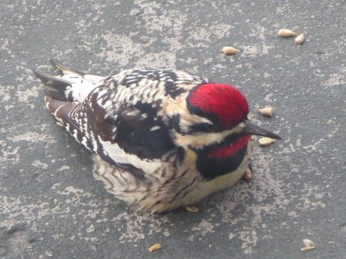 post-4761-0-18481900-1400106442_thumb.jp