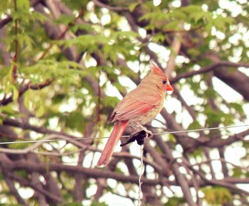 post-8261-0-51294200-1400274879_thumb.jp