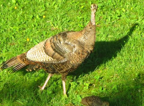 post-4761-0-71705100-1404345718_thumb.jp