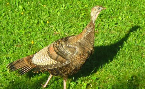 post-4761-0-77198900-1404345740_thumb.jp