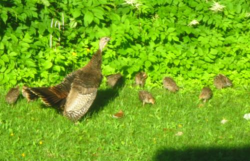 post-4761-0-81212700-1404345253_thumb.jp