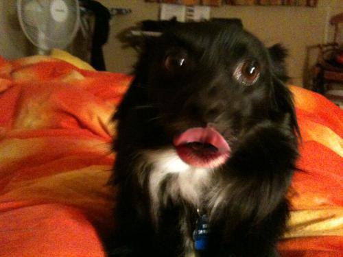 post-184-045793800 1289439235_thumb.jpg