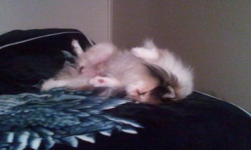 post-23-010774000 1290074468_thumb.jpg