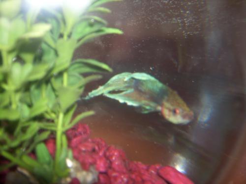 post-246-049436800 1289162324_thumb.jpg