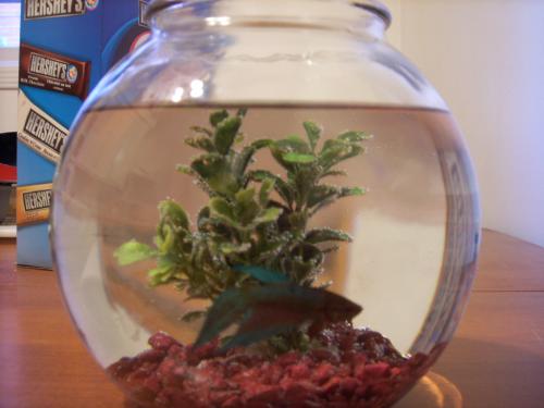 post-246-056696500 1289162392_thumb.jpg