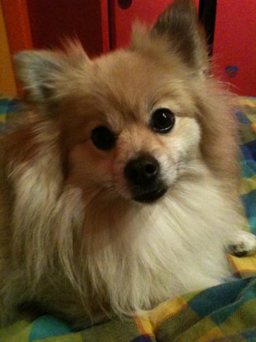 post-3680-081846200 1289358514_thumb.jpg