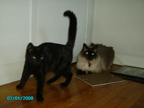 post-401-051806200 1289243751_thumb.jpg