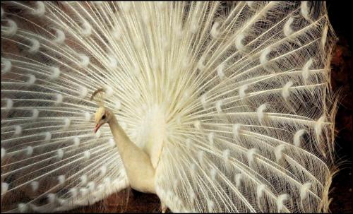 post-7403-0-69834000-1352523109_thumb.jp