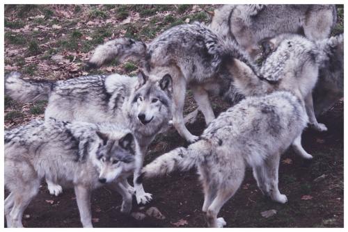 post-8261-0-13664600-1448297340_thumb.jp