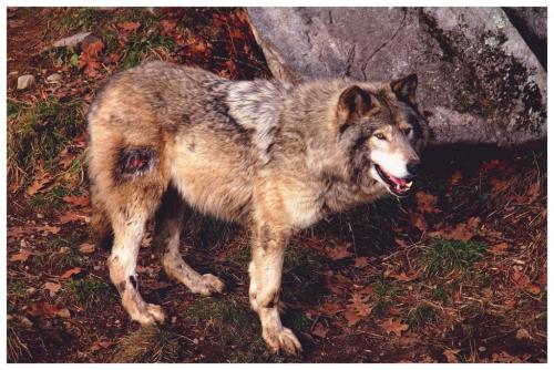 post-8261-0-51253200-1448294848_thumb.jp