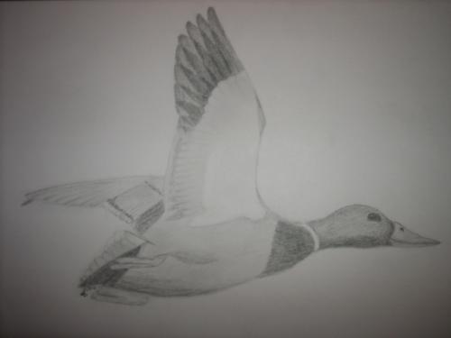 post-246-065868800 1291652895_thumb.jpg