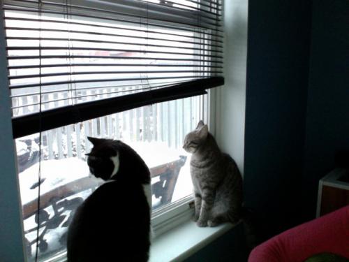 post-579-086764000 1291670207_thumb.jpg