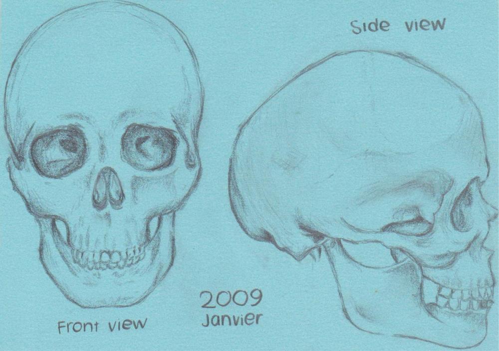 Crâne.jpg