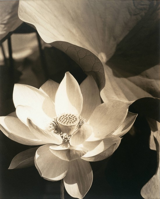 steichen.lotus.jpg.99a60a41e61eb71dfb1f042c99b47597.jpg