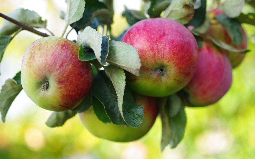 Fresh-apples-apple-tree_1920x1200.thumb.jpg.5d2e103b4df13db80d73ecdf411e9961.jpg
