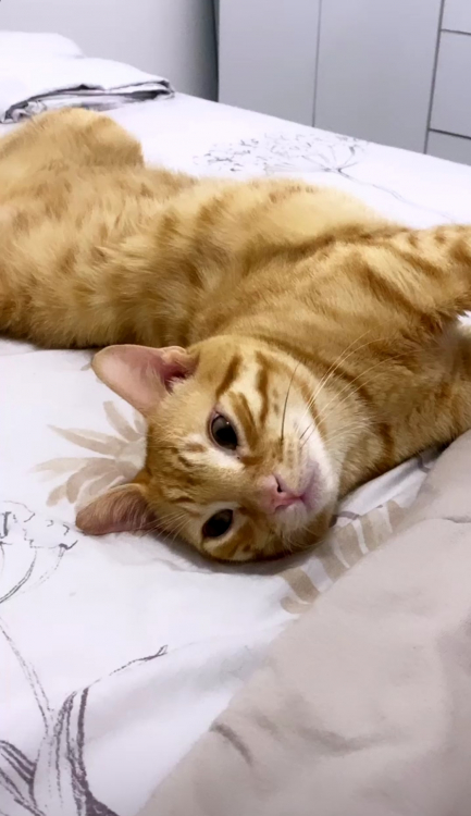 MA GROSSE CHATTE VELUE.jpg