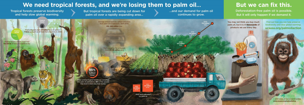 Palm-Oil-2-6-14-2216px-1.thumb.jpg.5d394dd16e273b8cfb2ff0f6b3d00fc7.jpg